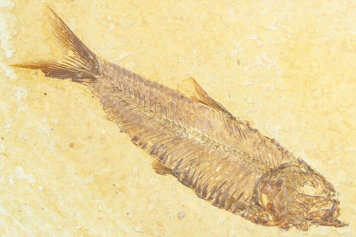 Detailed Fossil Fish (Knightia) - Wyoming #372338